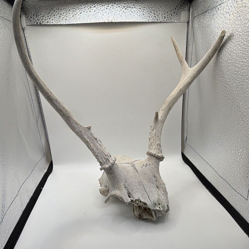 Deer Mammal Taxidermy Skull & Antlers Mount